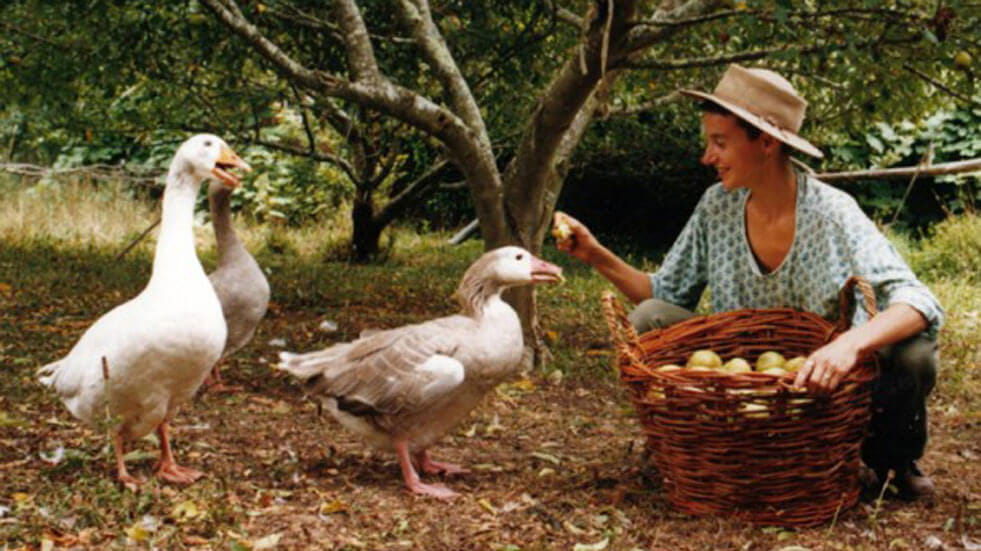 10 eco-volunteering holidays in the UK and Europe; feeding geese
